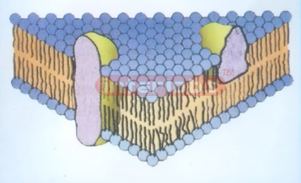 CELL MEMBRANE MODEL